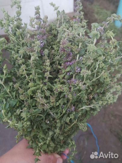 Мята, донник, чебрец, шалфей, зверобой