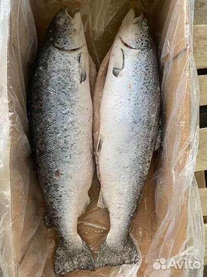 Рыба (красная) лососёвых пород 1 сорт