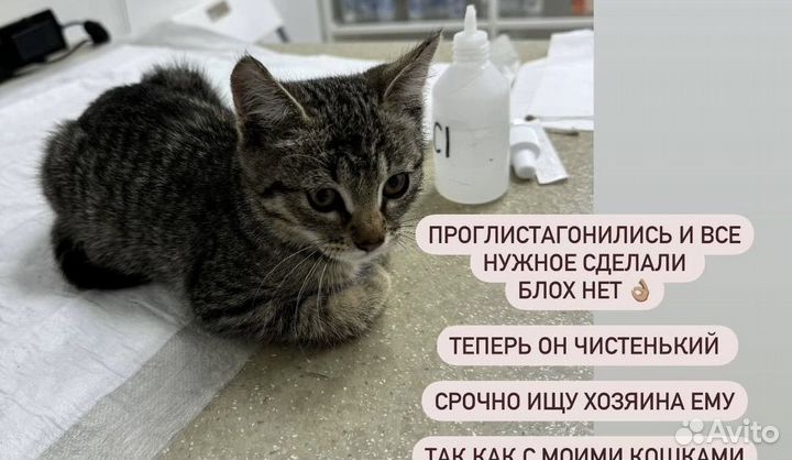 Котенок в добрые руки