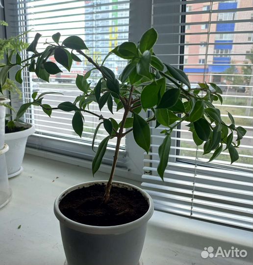 Нематантус грегариус