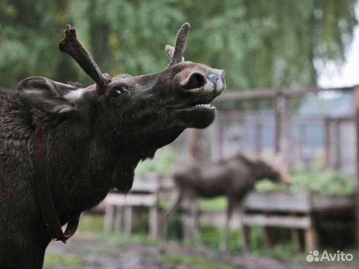 Экскурсия — Кострома — изкостромы— налосиную ферму