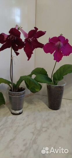 Стрептокарпусы