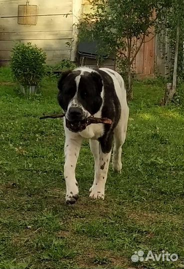 Вязка Алабай