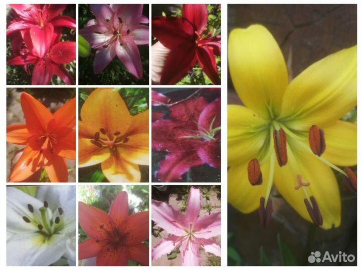 Многолетние растения