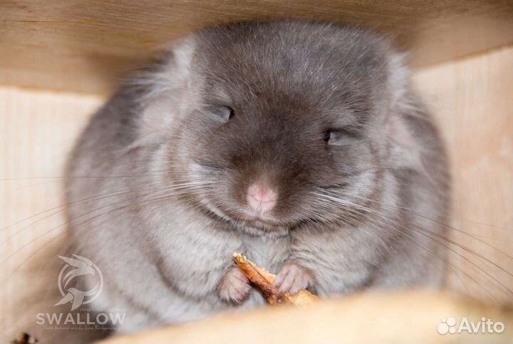 Шиншиллы разных окрасов