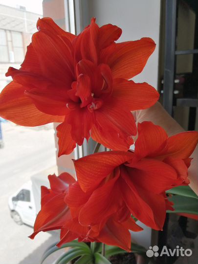 Гиппеаструм