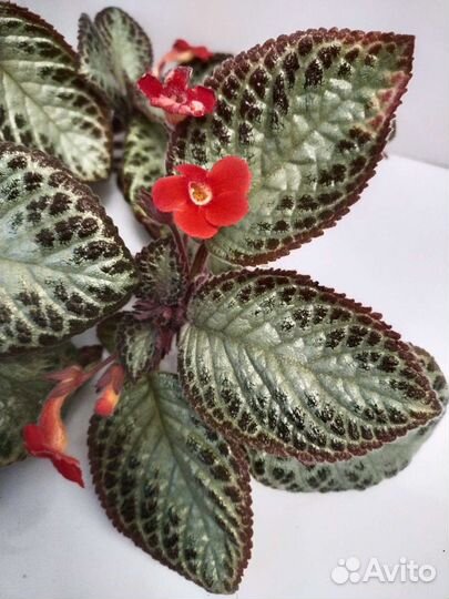 Комнатные цветы. Эписция