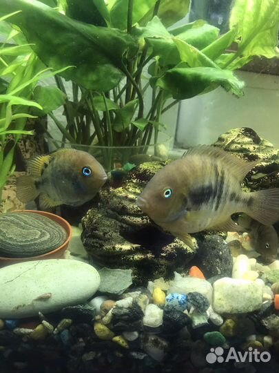 Цихлазома Седжика