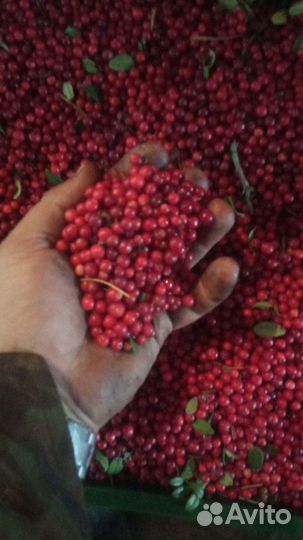 Клюква свежая спелая крупная чистая немороженная