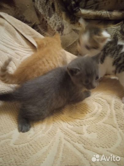 Кошка