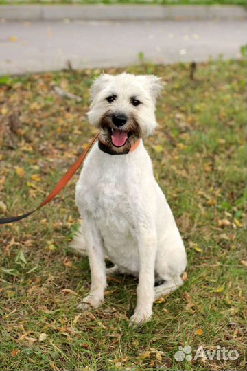 Собака Зина 2 года в дар