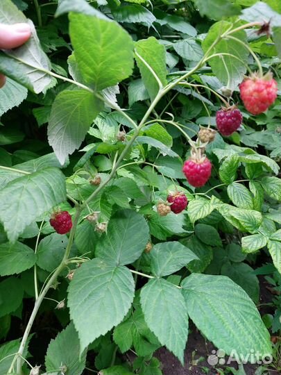 Кусты малины