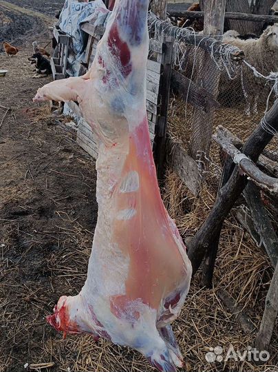 Баранина на заказ