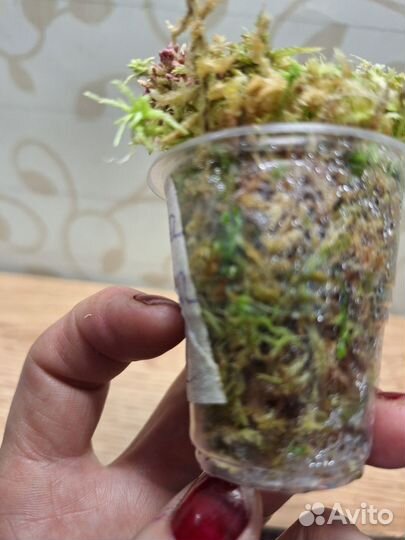 Алоказия вариегатная Амазоника