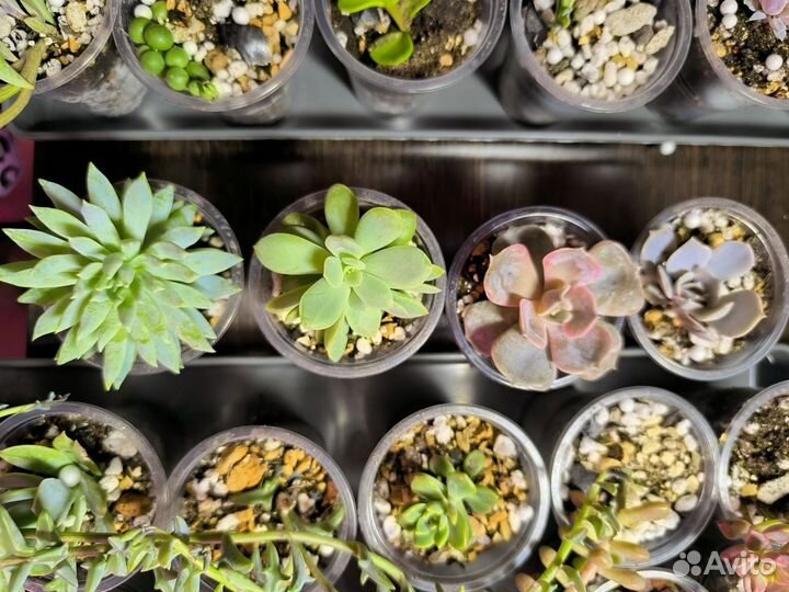 Суккуленты