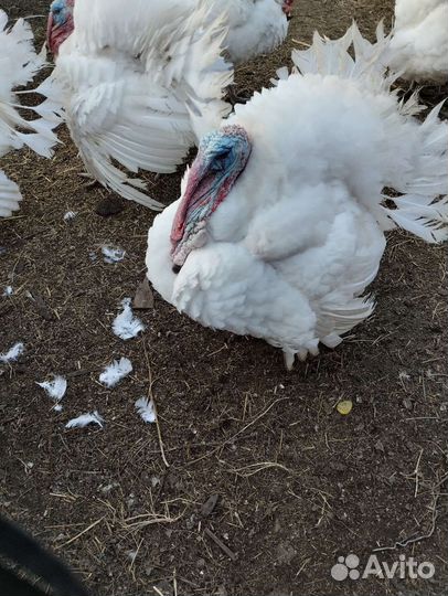 Индюки биг 6