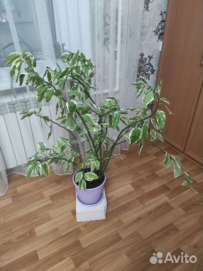 Педилантус