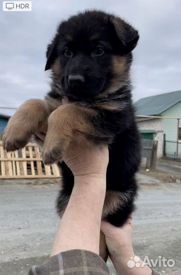 Щенки немецкой овчарки. С родословной РКФ
