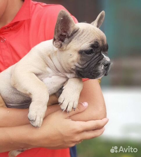 Французский бульдог