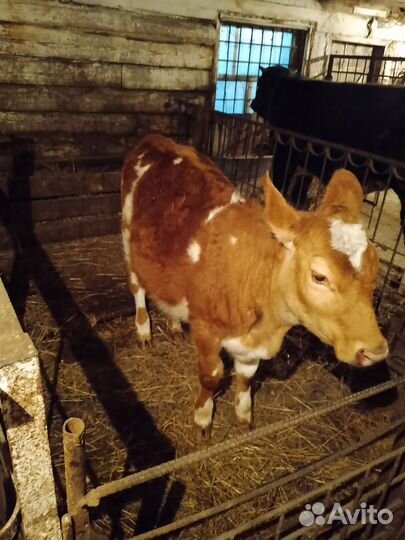 Телачка 7 мес