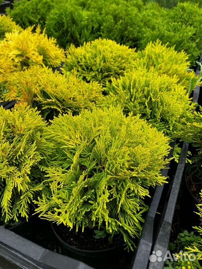 Широкий ассортимент хвойников