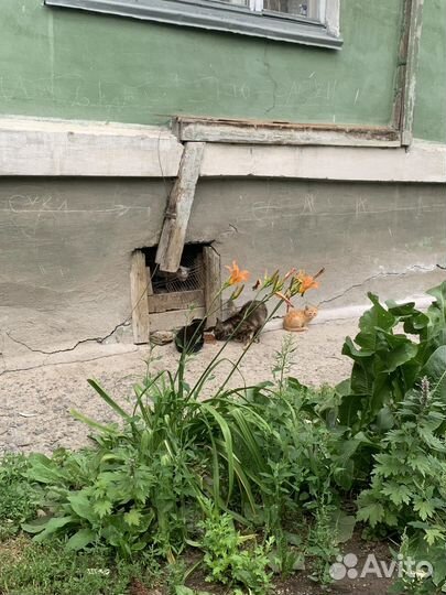 Котики в беде