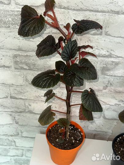 Тростниковая бегония