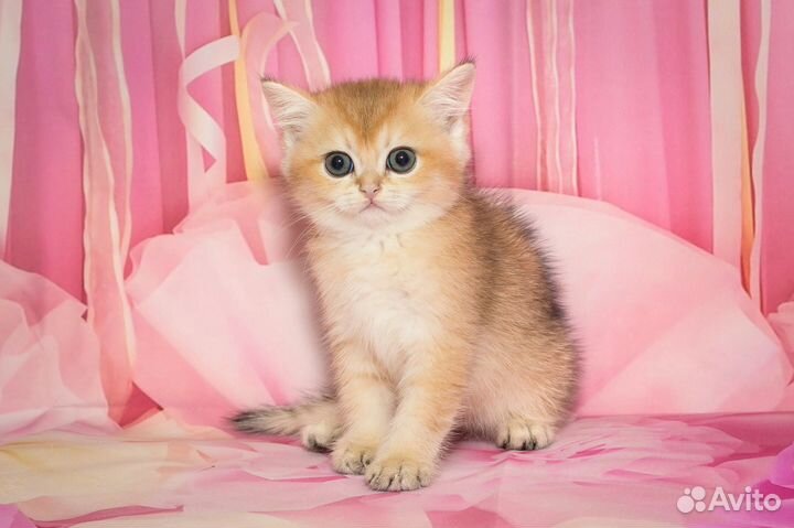 Британские котята золотая шиншилла Ny 11