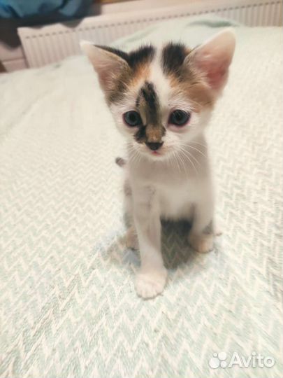Кошка и котик в дар