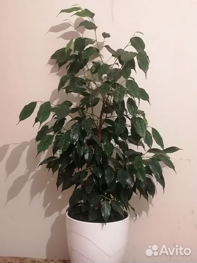 Комнатные цветы