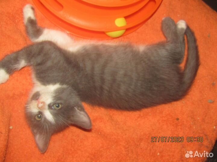 Котята бесплатно