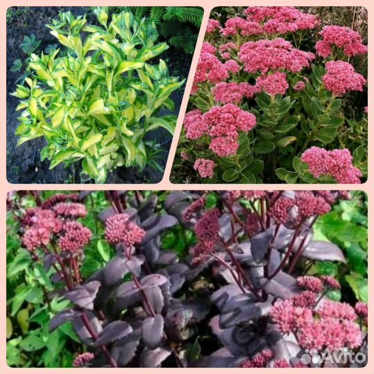 Очитки(седум)