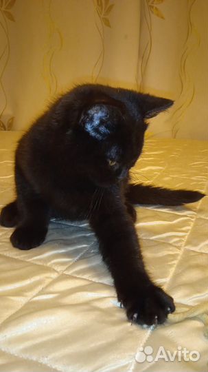 Британский черный котик