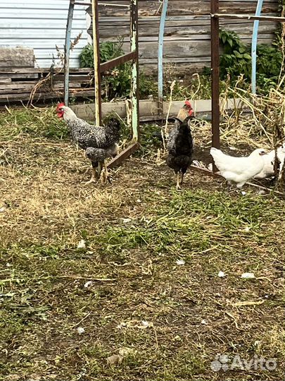 Молодые петухи