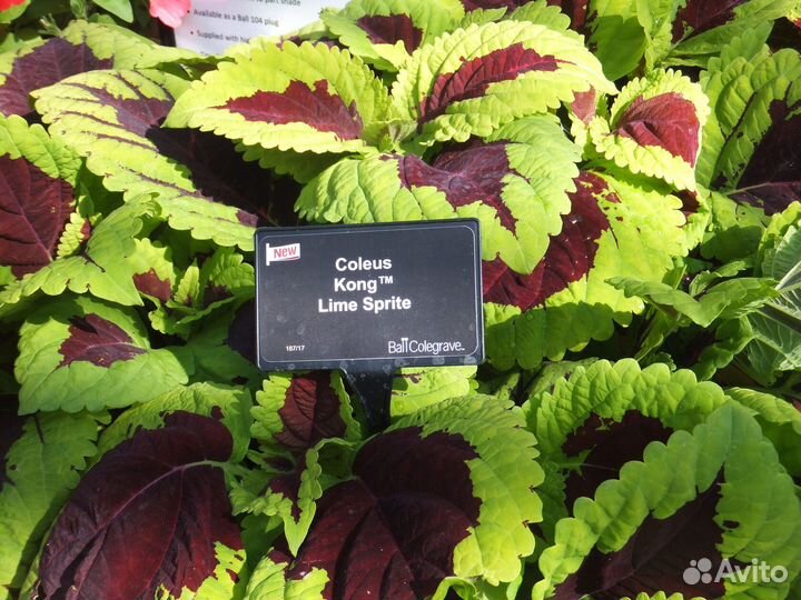 Колеусы набор 7 шт