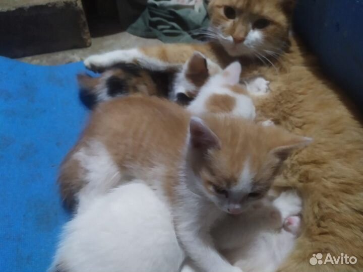 Котята в добрые руки бесплатно