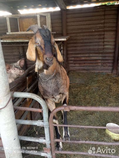 Нубийский козел