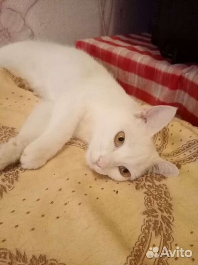 Кошечка ищет дом