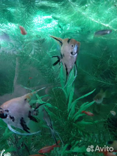 Скалярии. Пары семейные