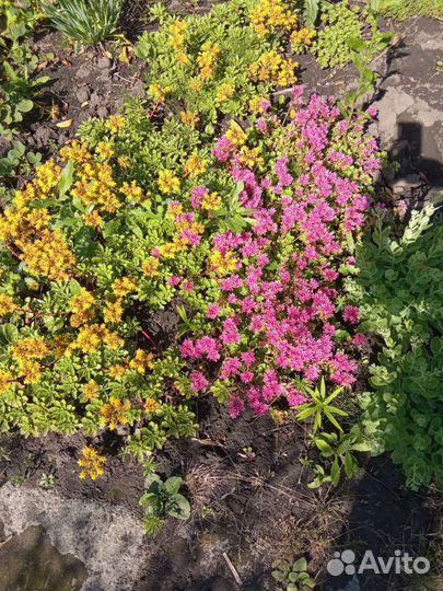 Очиток (седум) почвопокрывной.Фалярис