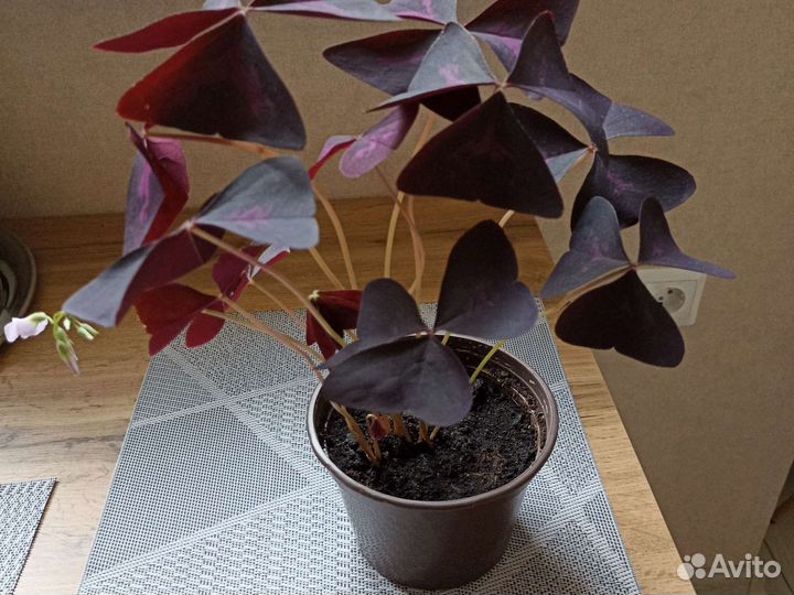 Оксалис (кислица)