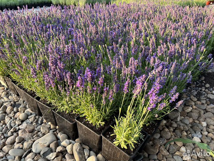Лаванда узколистная