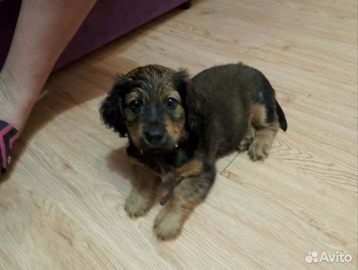 Собака в добрые руки отдам бесплатно