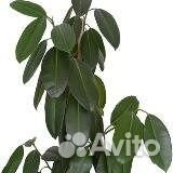 Цветы комнатные и полка для цветов