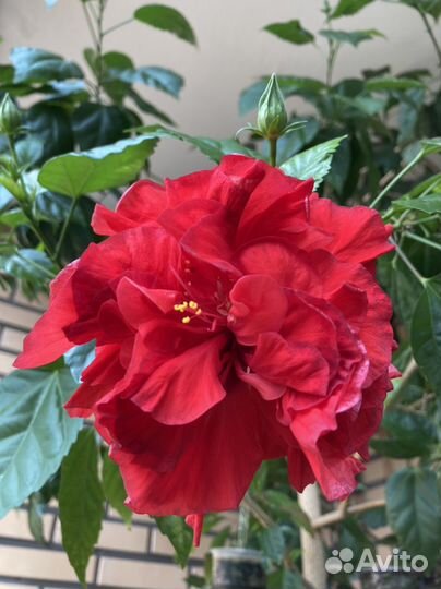 Гибискус (Китайская роза)