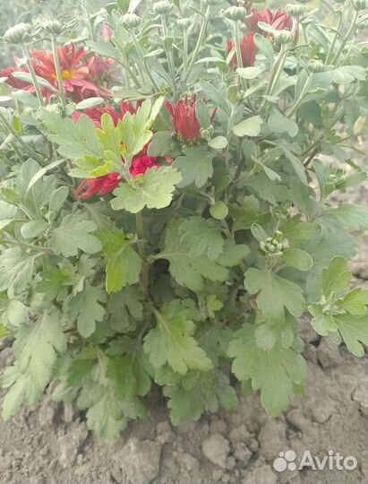 Хризантема