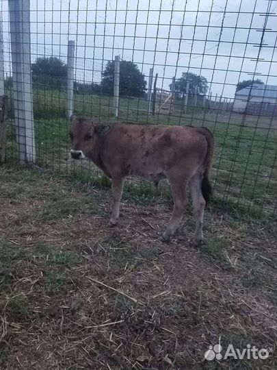 Телята бычки