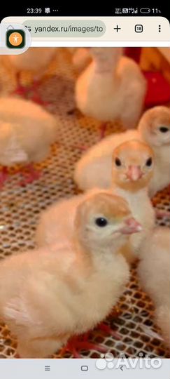 Индюшата хайбрид конвертер