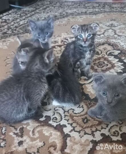 Котята в добрые руки девочки очень красивые