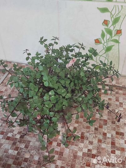 Каллизия голд, бьянка